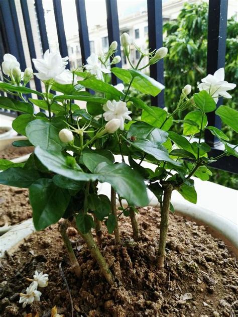 茉莉花招財|【門口種茉莉花好嗎】門口種茉莉花，好運旺桃花？破解風水迷思。